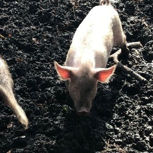 Meet your Posher, Cooper